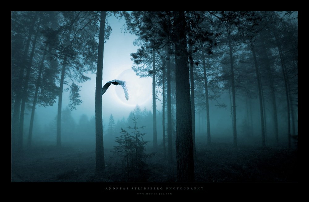 forest-ravens.jpg