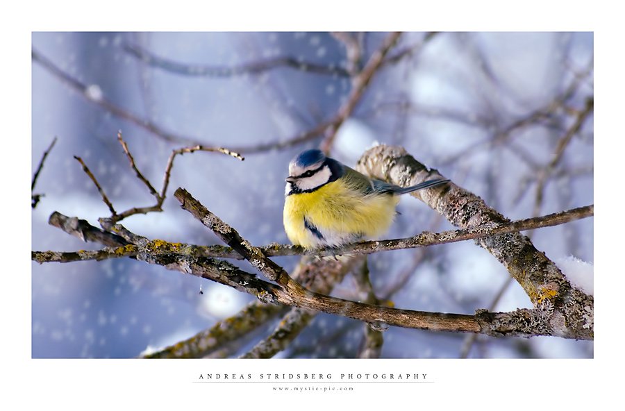 bluetit4.jpg