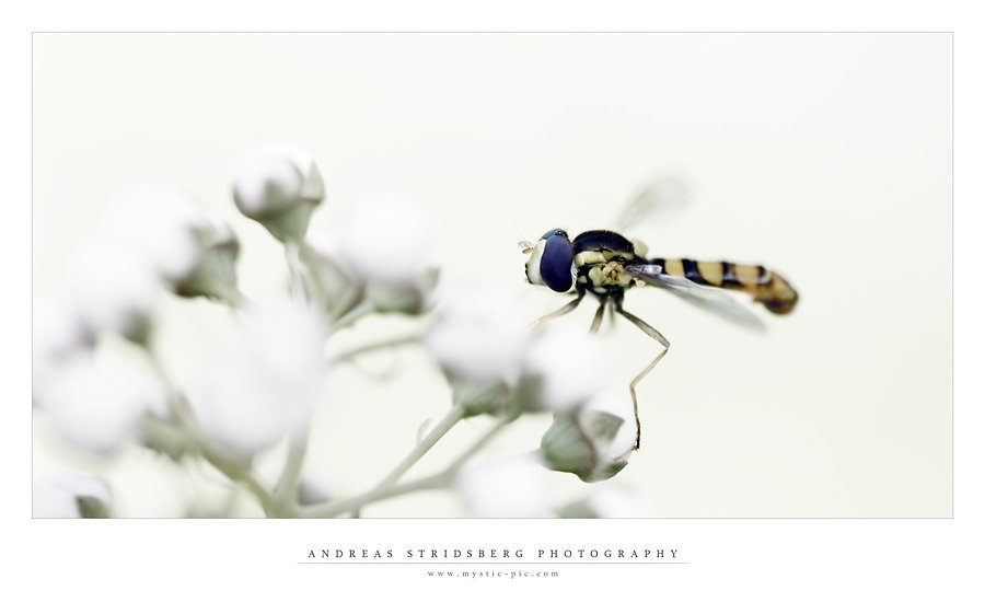 hoverfly-classy.jpg