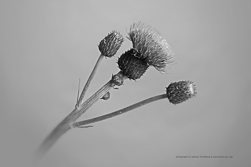 Thistle-120706-017BW.jpg