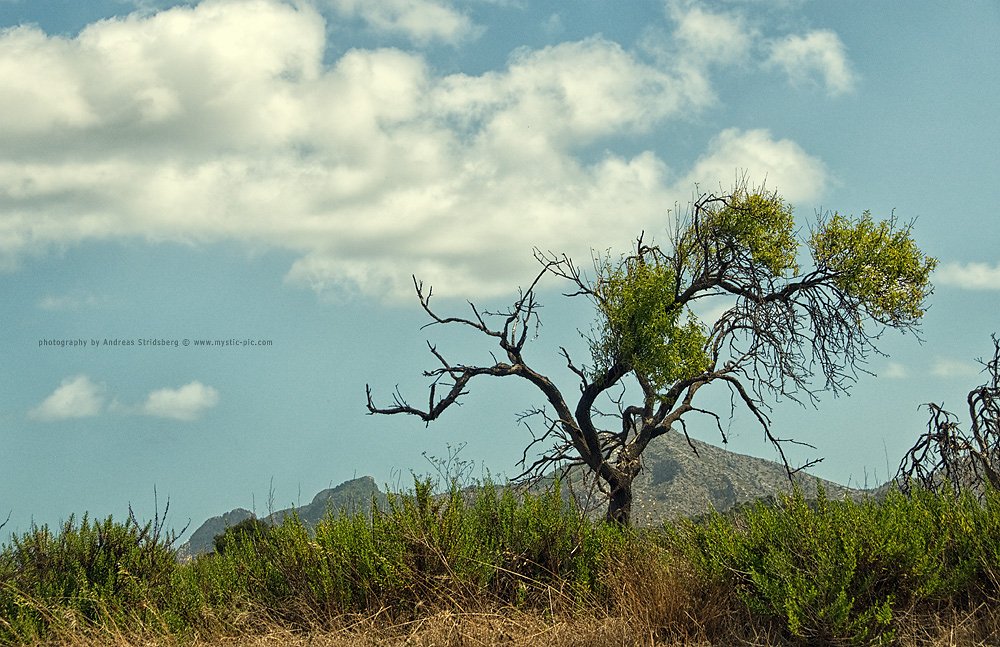 Mallorca-110827-238.jpg