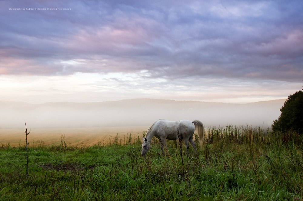 Nature-110901-008.jpg