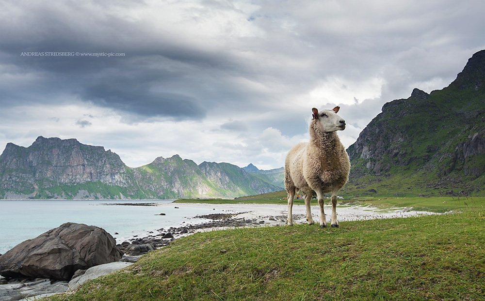 Lofoten-130704-503.jpg