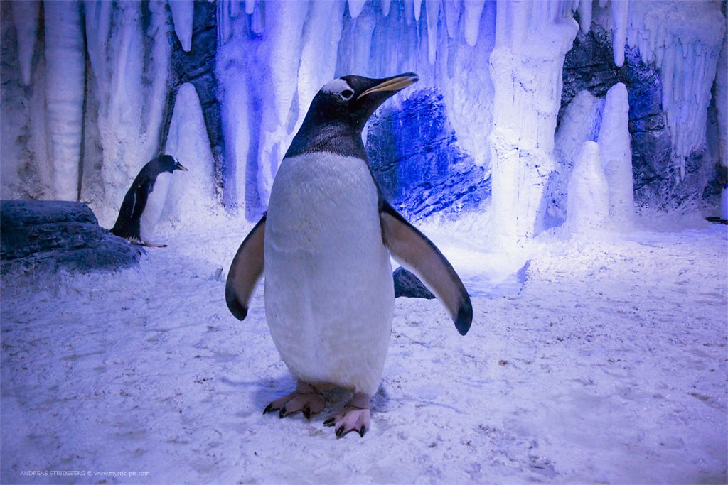 pingvin-sealife.jpg
