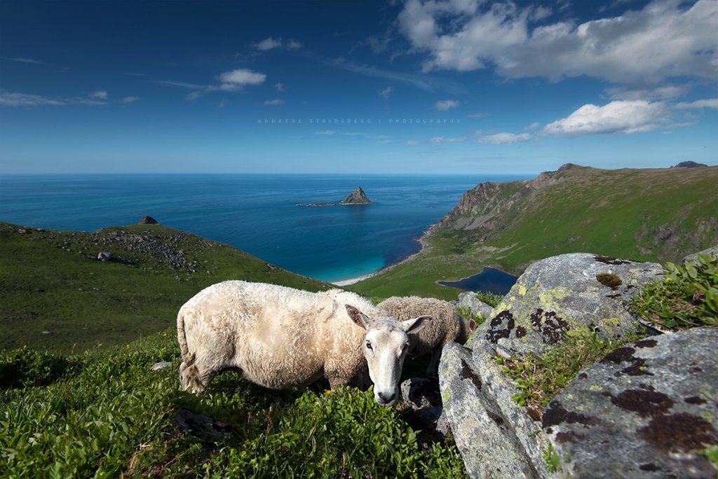 Lofoten-170711-140.jpg