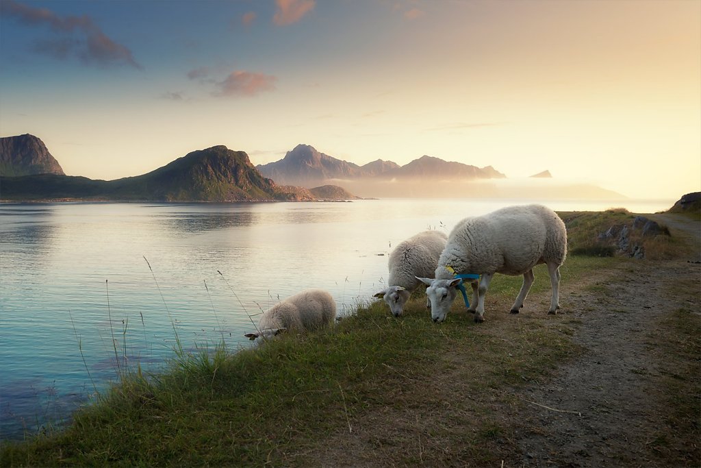 Lofoten-190809-125.jpg